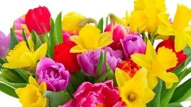 Жители Завойко в Петропавловске отстояли знаменитый на весь поселок палисадник с помощью депутатов